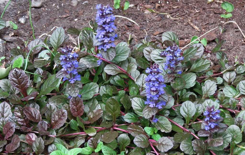 Ajuga-reptans-trailing-on-garden-floor