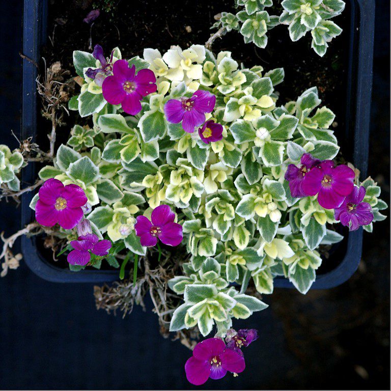 Aubrieta-deltoidea-evergreen-variegated-trailing-plant.