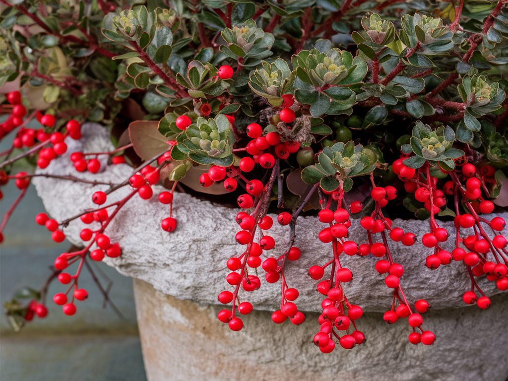 Bearberry-with-its-small-leathery-leaves-and-bright-red-berries-trailing-from-a-stone-pot