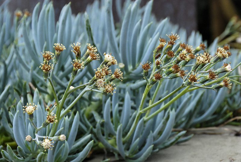 Blue-Chalksticks-plant-with-its-striking-blue-gray-spiky-leaves