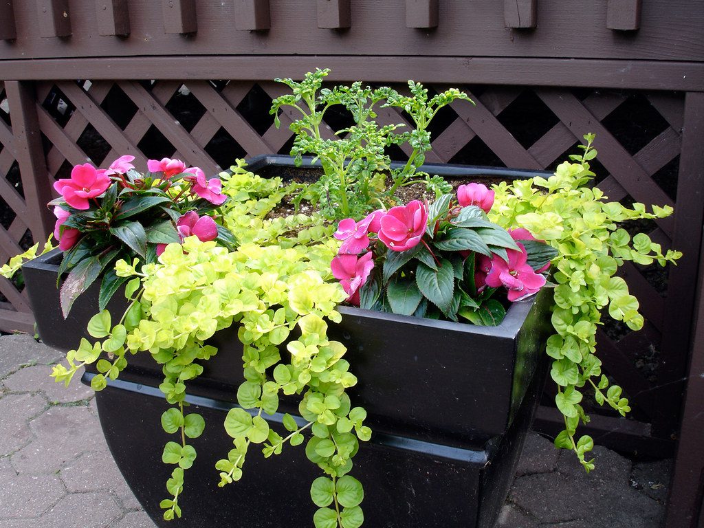Evergreen Bright-green-Creeping-Jenny-trailing-over-the-edge-of-pot.