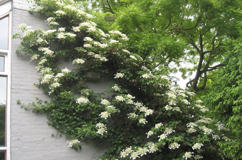 Climbing-Hydrangea-with-its-large-white-flower-clusters-trailing-from-a-pot-against-a-shaded-wall