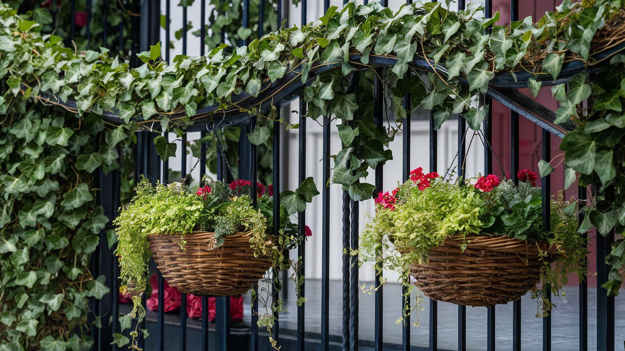 Balcony privacy with plant: English-Ivy