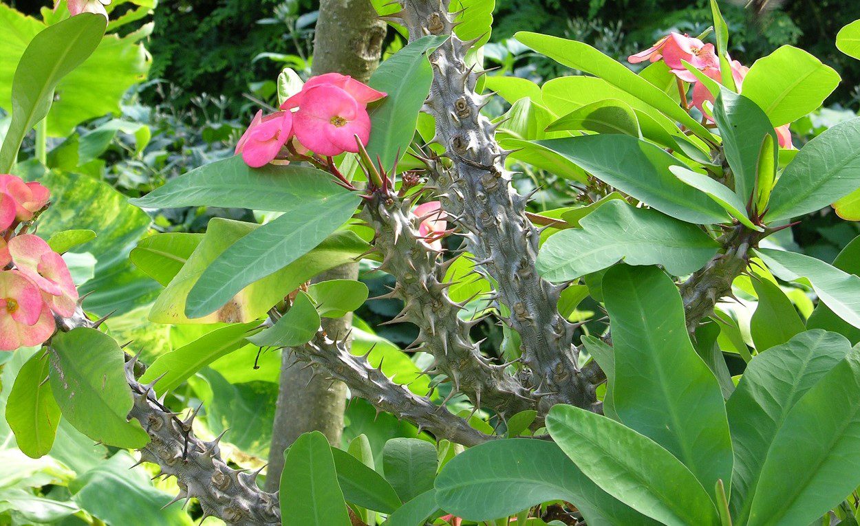 Euphorbia-plant-flowers-highlighting-its-thick-spiky-stems