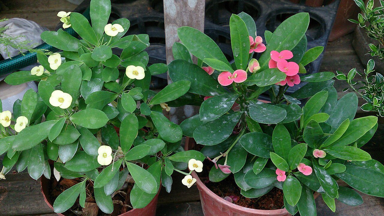 Euphorbia_milii_red_and_yellow Euphorbia_milii_red_and_yellow: tropical plant full sun