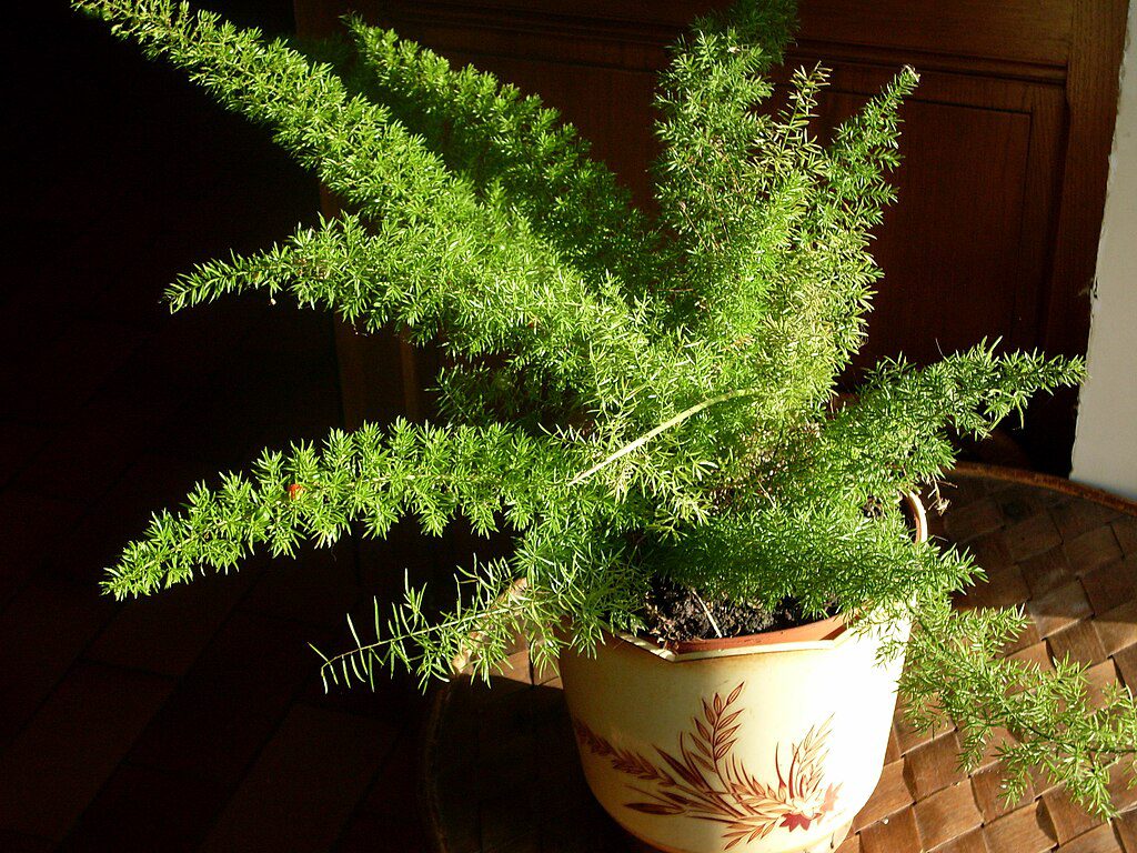 Evergreen-Asparagus-Fern-trailing-down-in-a-decorative-planter