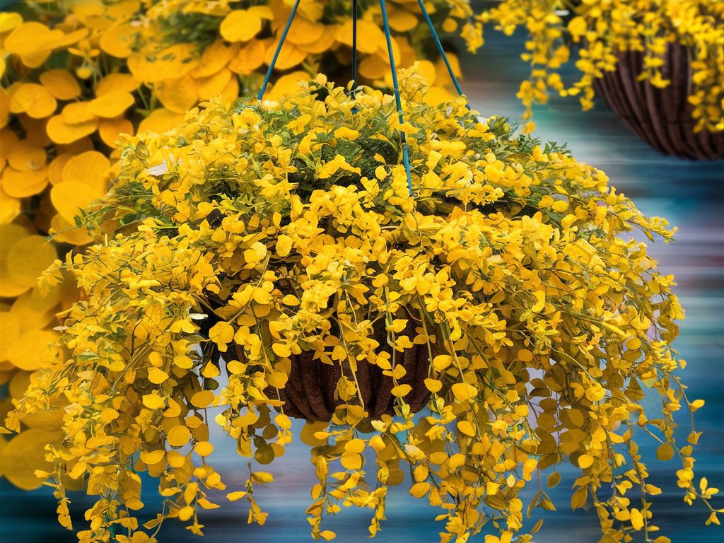 Golden-Creeping-Jenny-with-its-bright-yellow-foliage-trailing-from-a-hanging-basket.