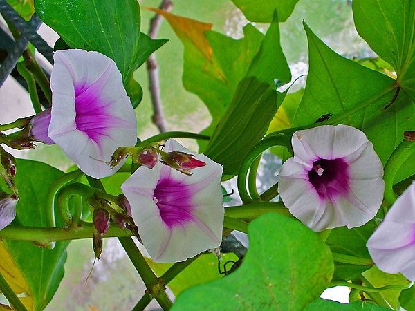 Evergreen Sweet potato vine with trailing stem