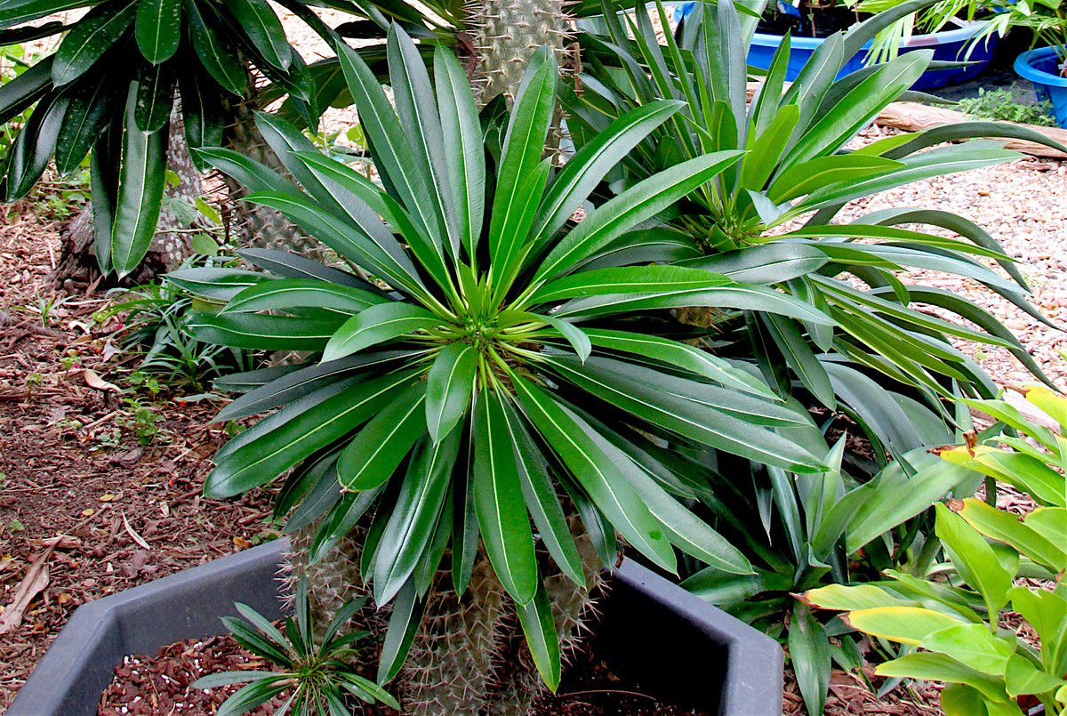Madagascar-Palm-with-its-thick-thorny-trunk-and-crown-of-narrow-leaves