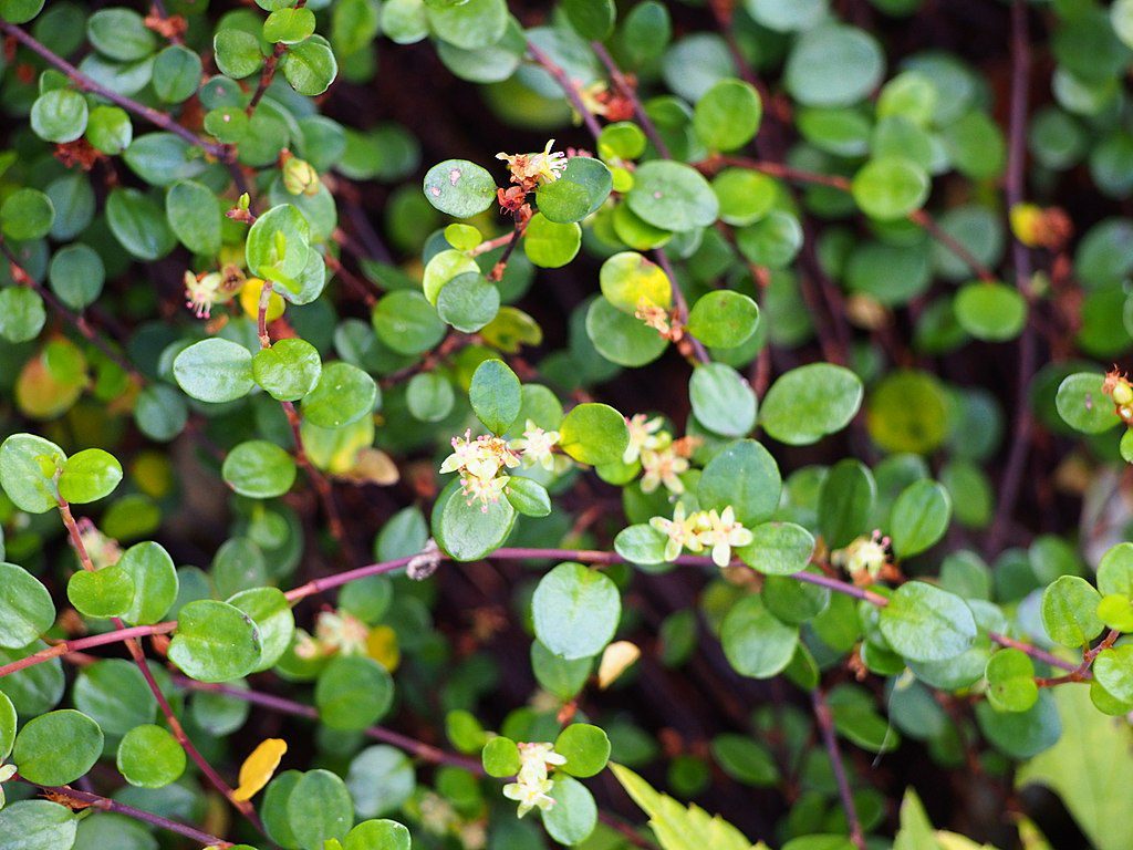 Muehlenbeckia-with-its-small-round-leaves-and-wiry-trailing-stems
