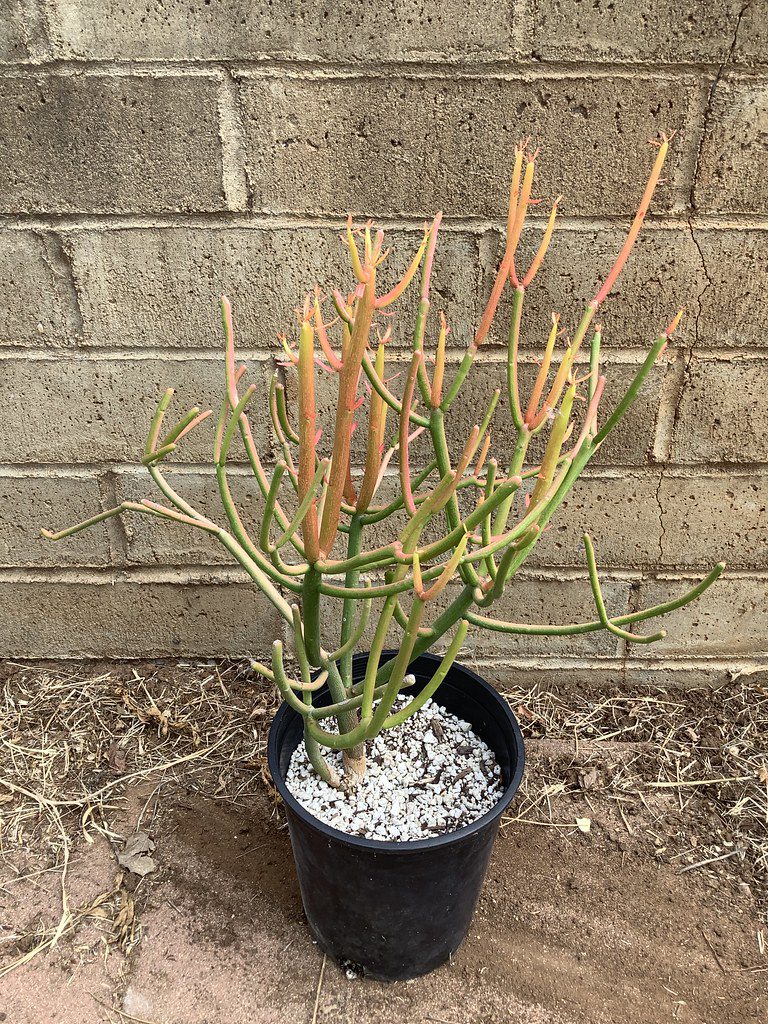 Pencil-Cactus-houseplant-with-its-thin-pencil-like-stems-in-a-modern-pot
