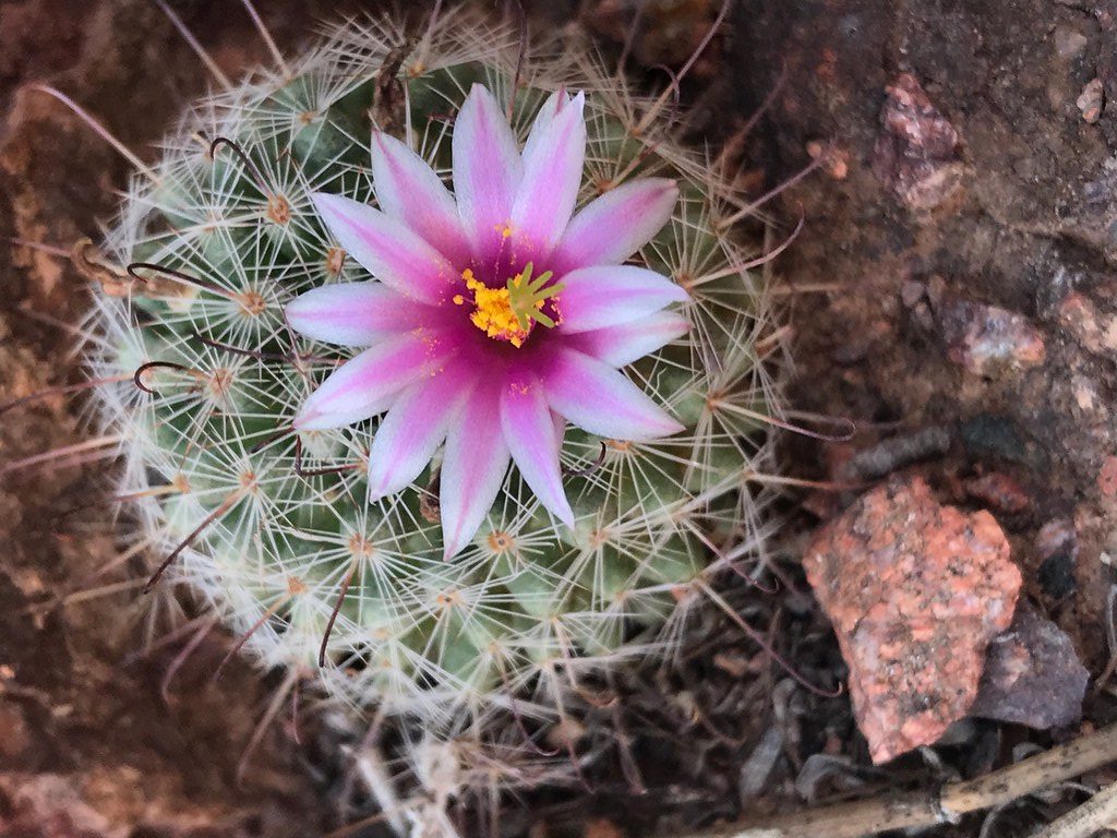 Pincushion-Cactus-houseplants-with-dense-spines-and-small-colorful-flowers