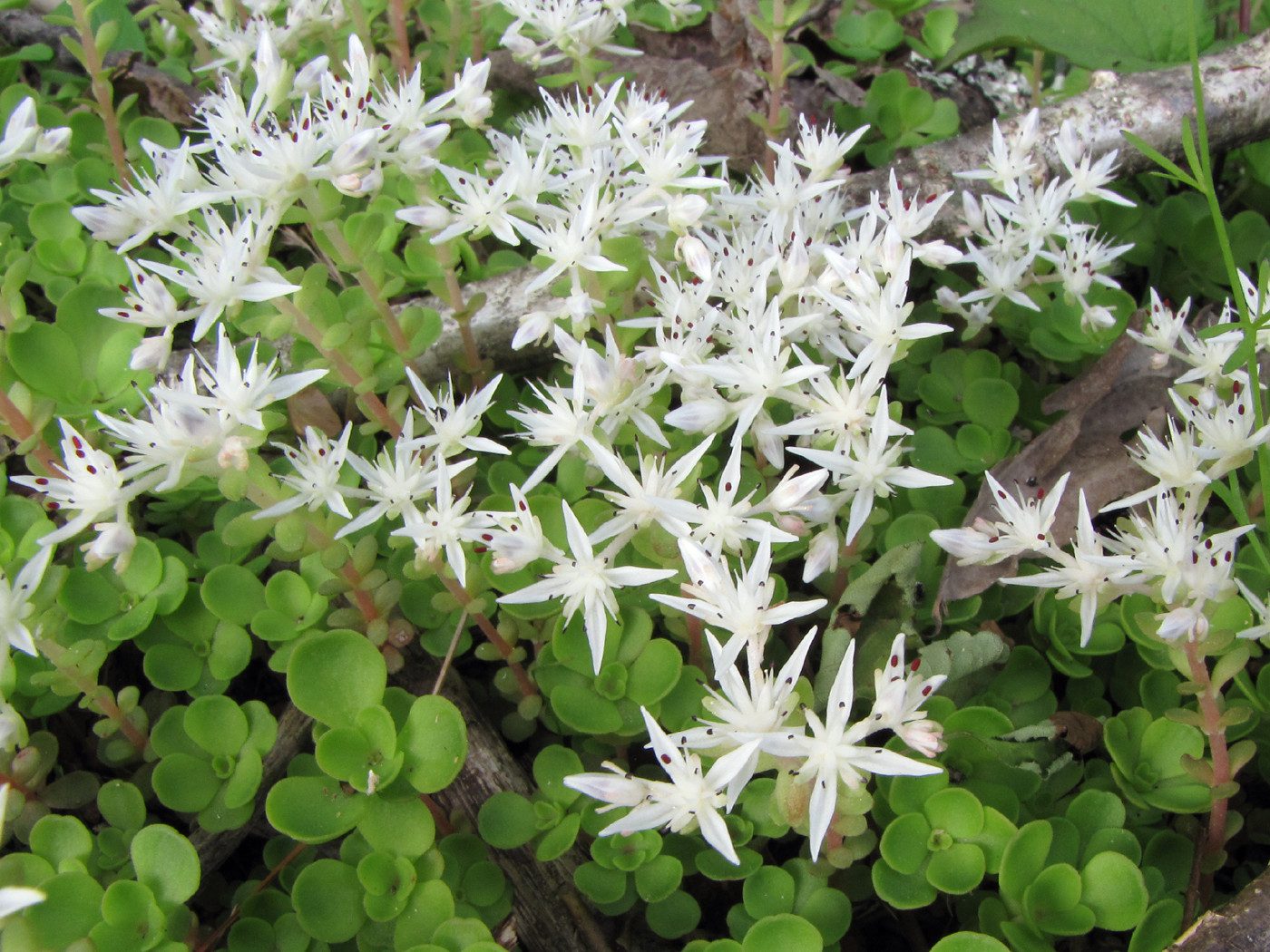 Sedon-stonecrop