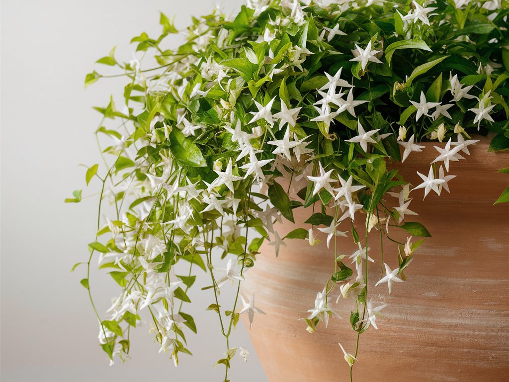Star-Jasmine-with-its-fragrant-white-flowers-trailing-from-a-trellis-in-a-large-container
