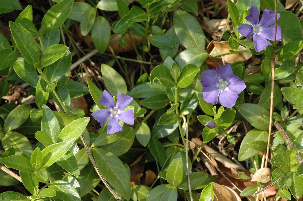 Evergreen Vinca-Minor-plant-trailing-on-the-forest-floor
