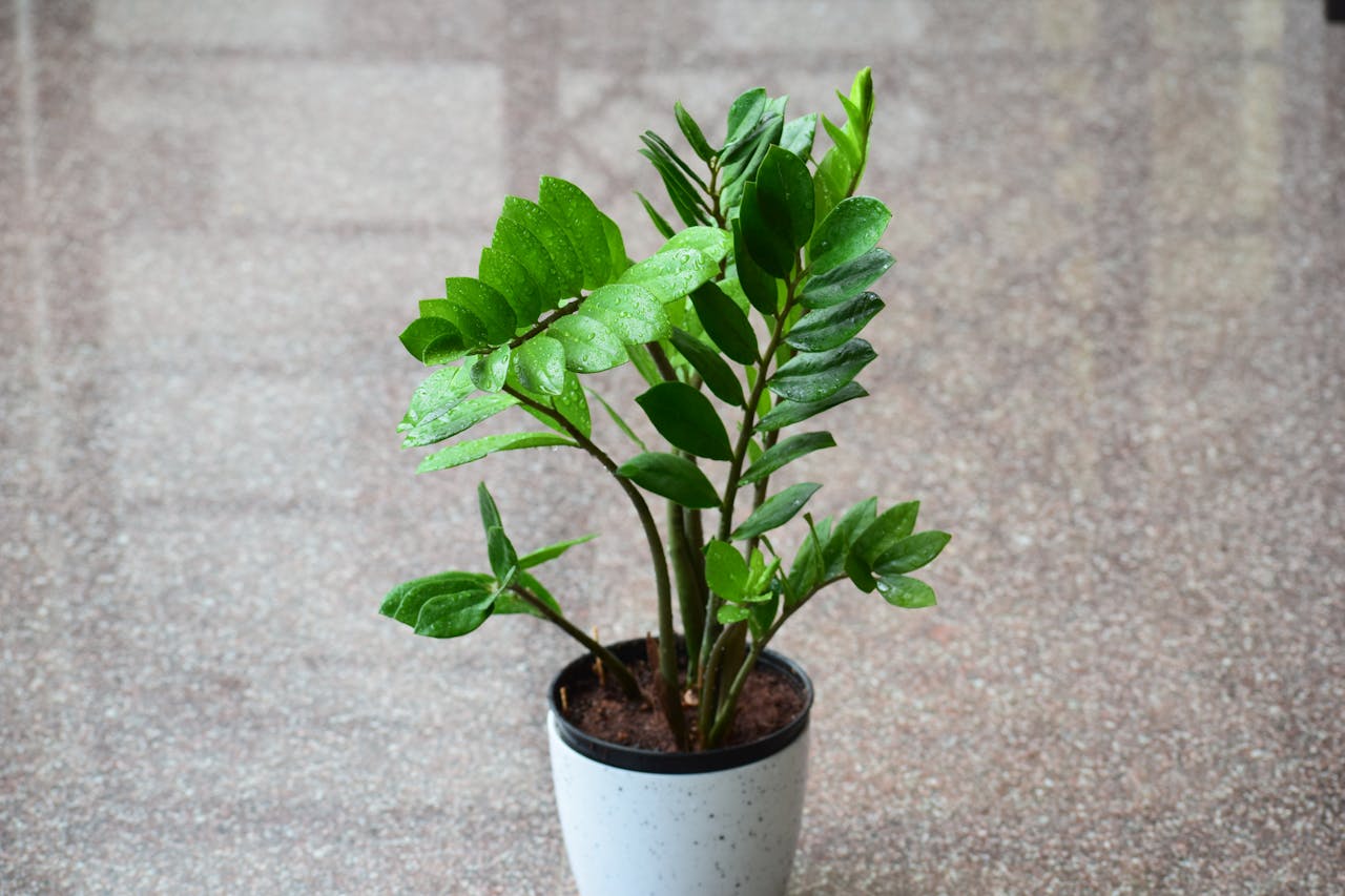 ZZ plant in a small pot