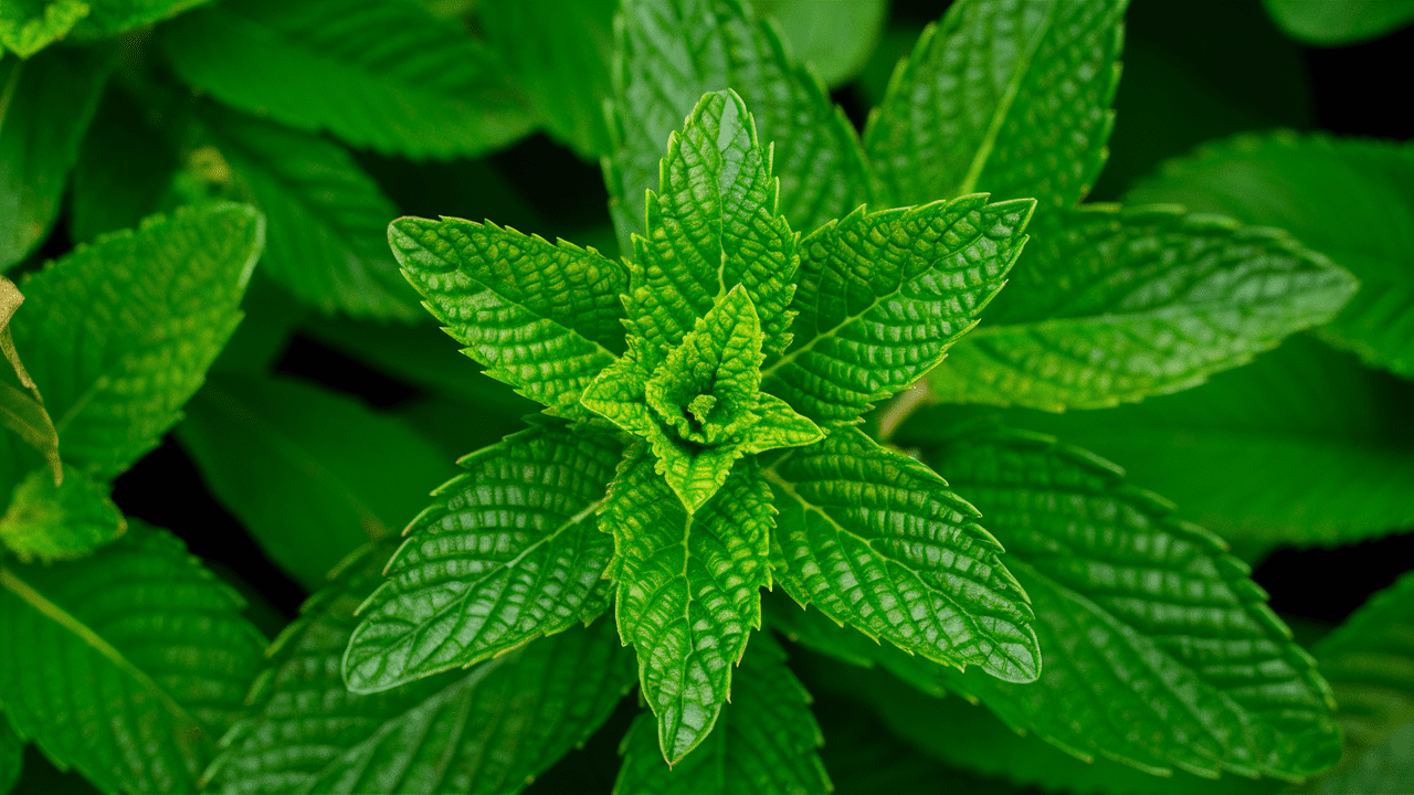 Mint along with other herbs