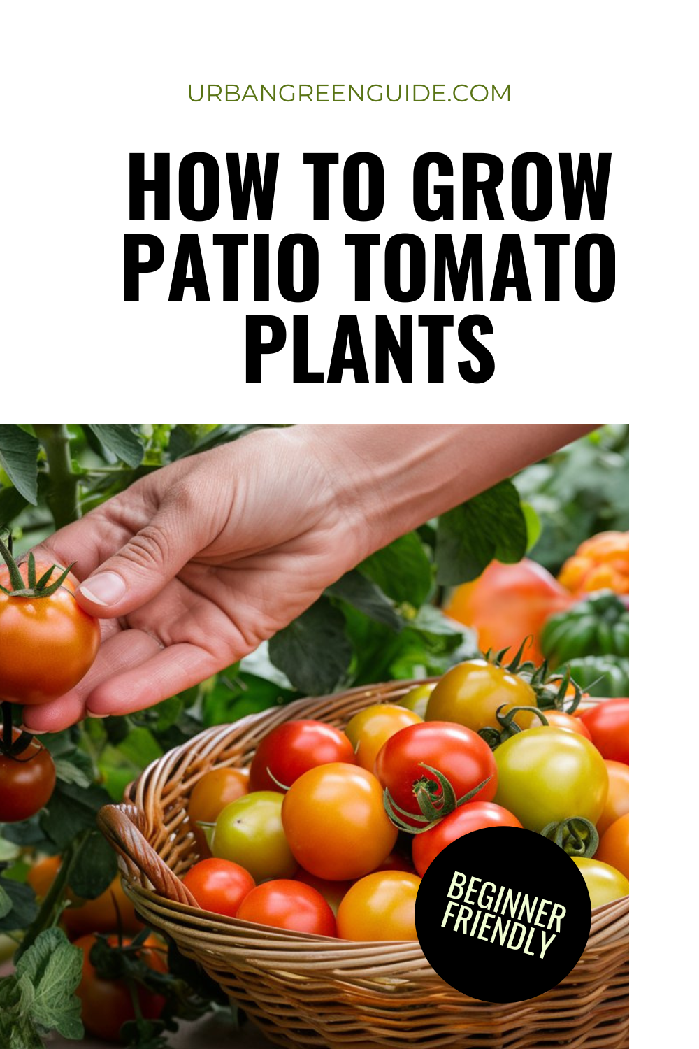 patio tomato plant how-to-grow-patio-tomato-plant