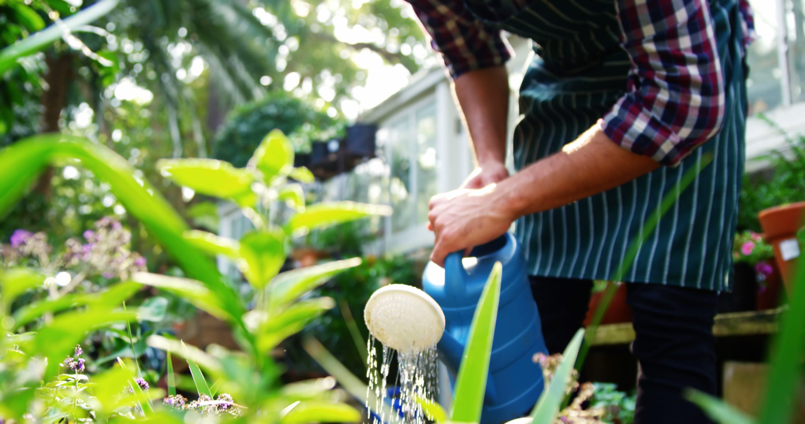 watering plant watering-plant