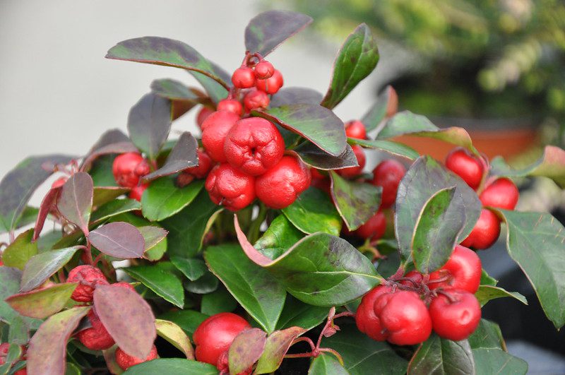 Wintergreen plant