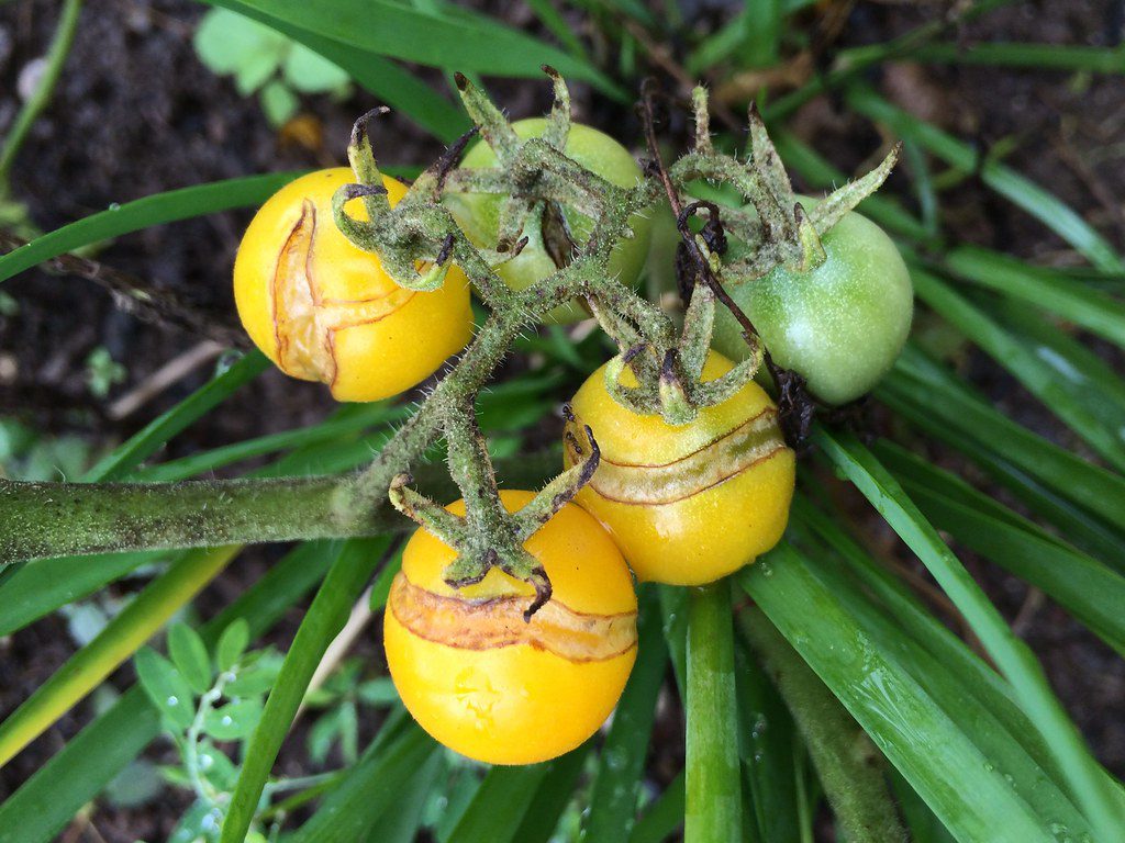 Cracked cherry tomato 