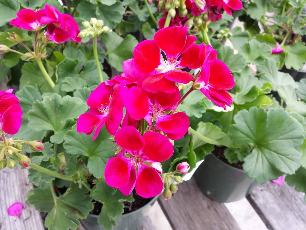 Geranium plant: Tropical plants full sun