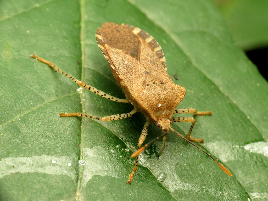 Close-up of an adult squash bug on a squash leaf with orange-edged body