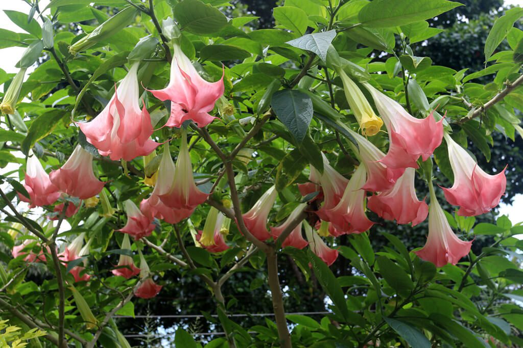 Angels-Trumpet: tropical plants full sun
