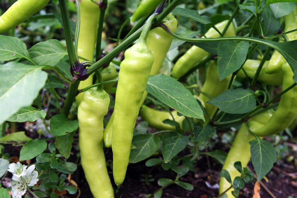 Banana-Peppers-in-a-Garden-Pot