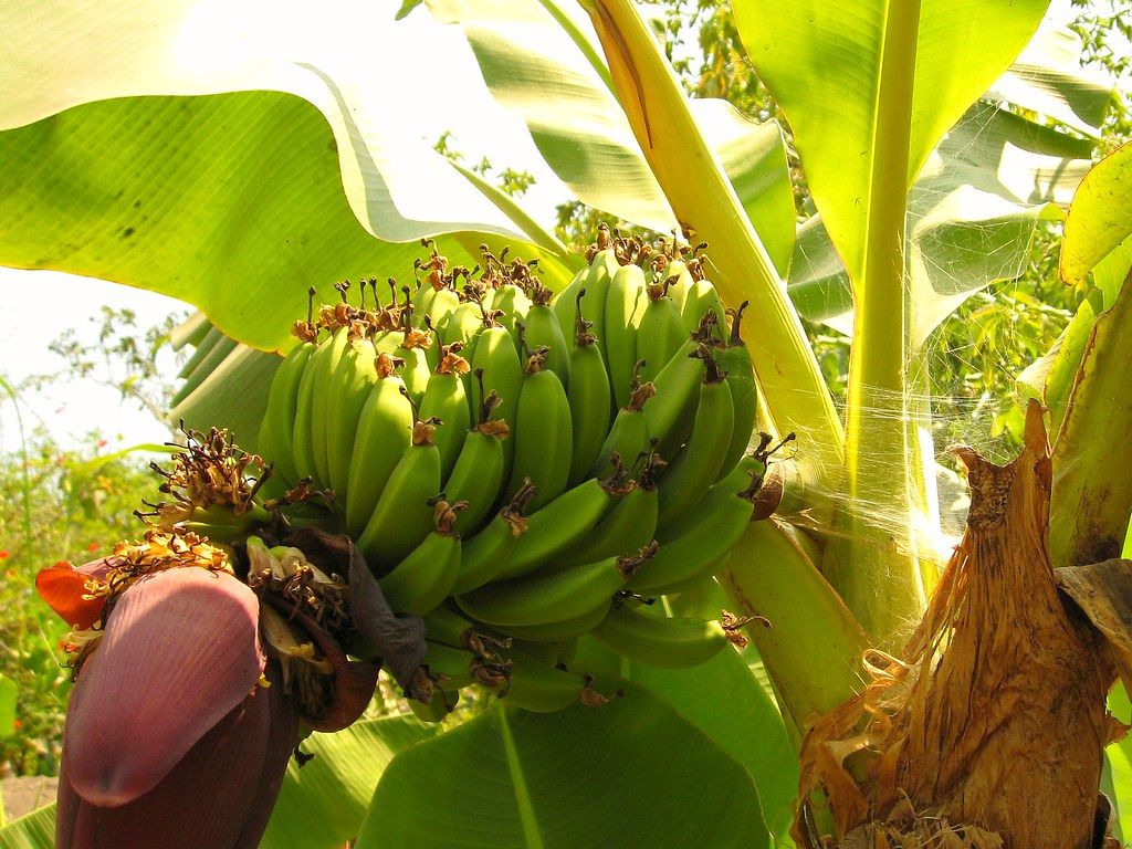Banana plant