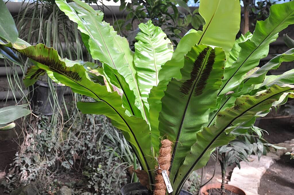 Birds nest fern: Lantana-plant