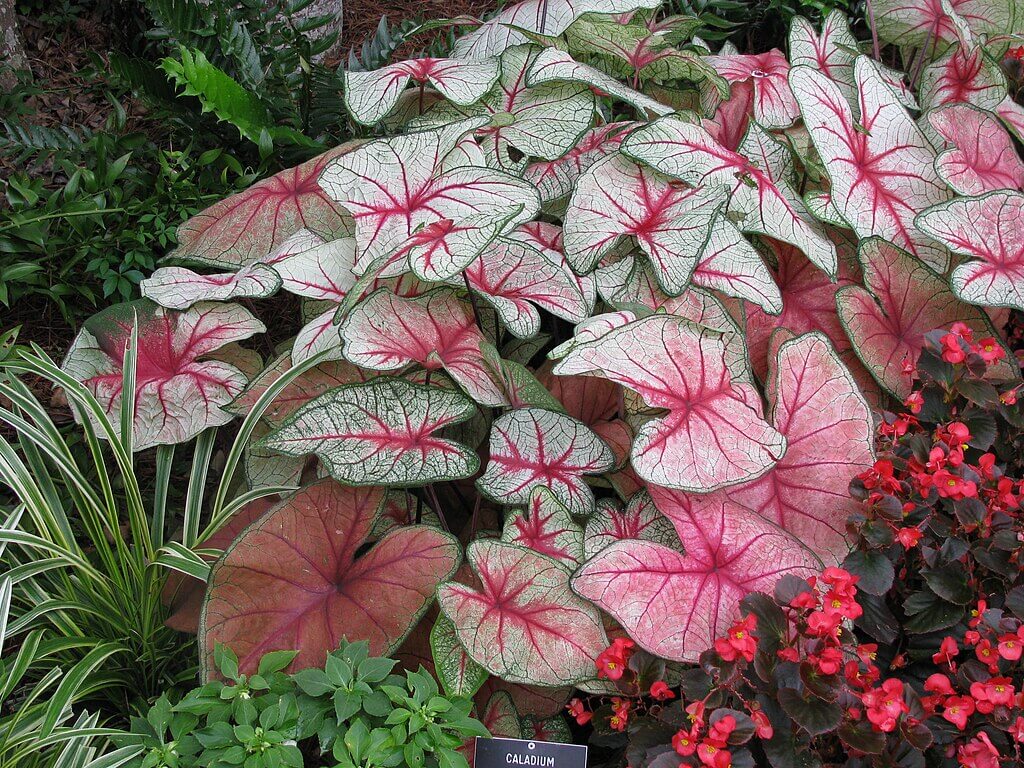 Caladium_x_hortulanum