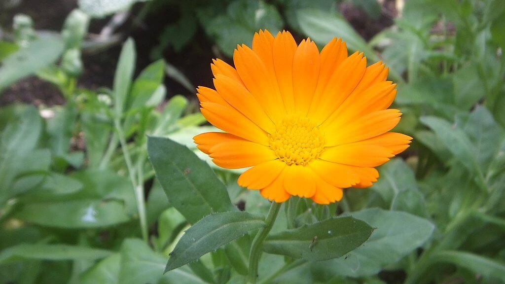 Calendula growing in a sunny garden