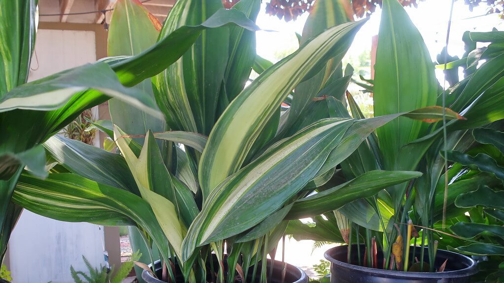 Cast-Iron-Plant: One of the best house plants from seeds