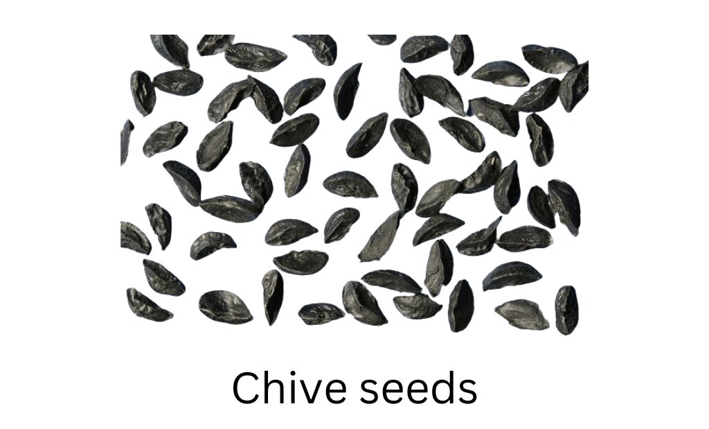 Chive seeds growing Chives from seeds