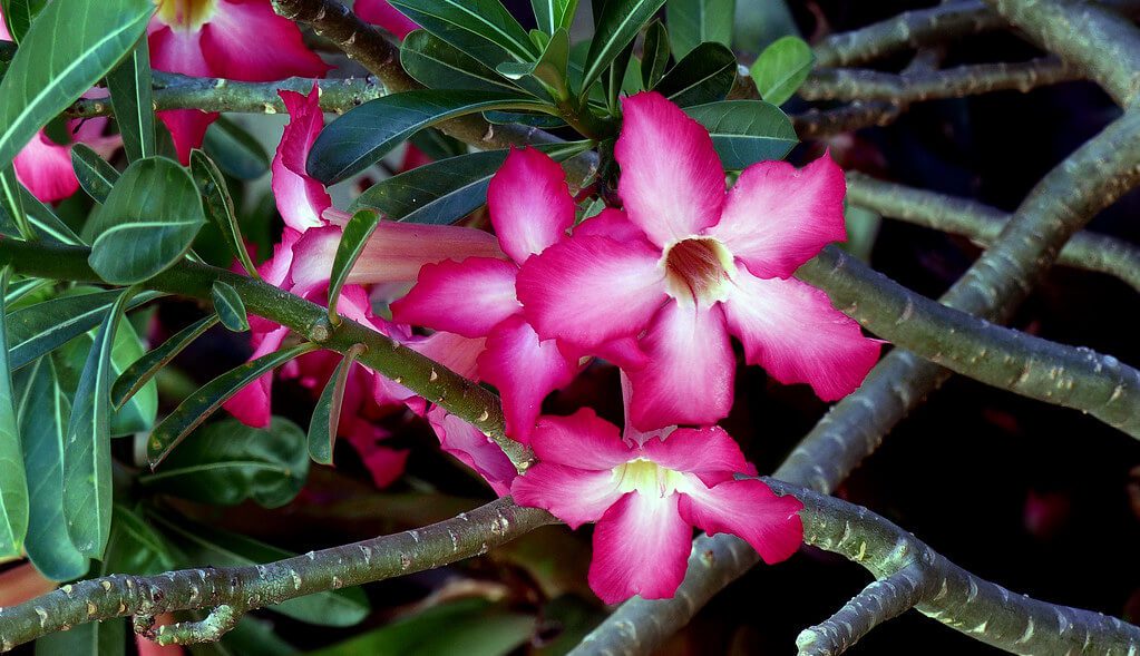 Desert-Rose-plant: tropical plants full sun