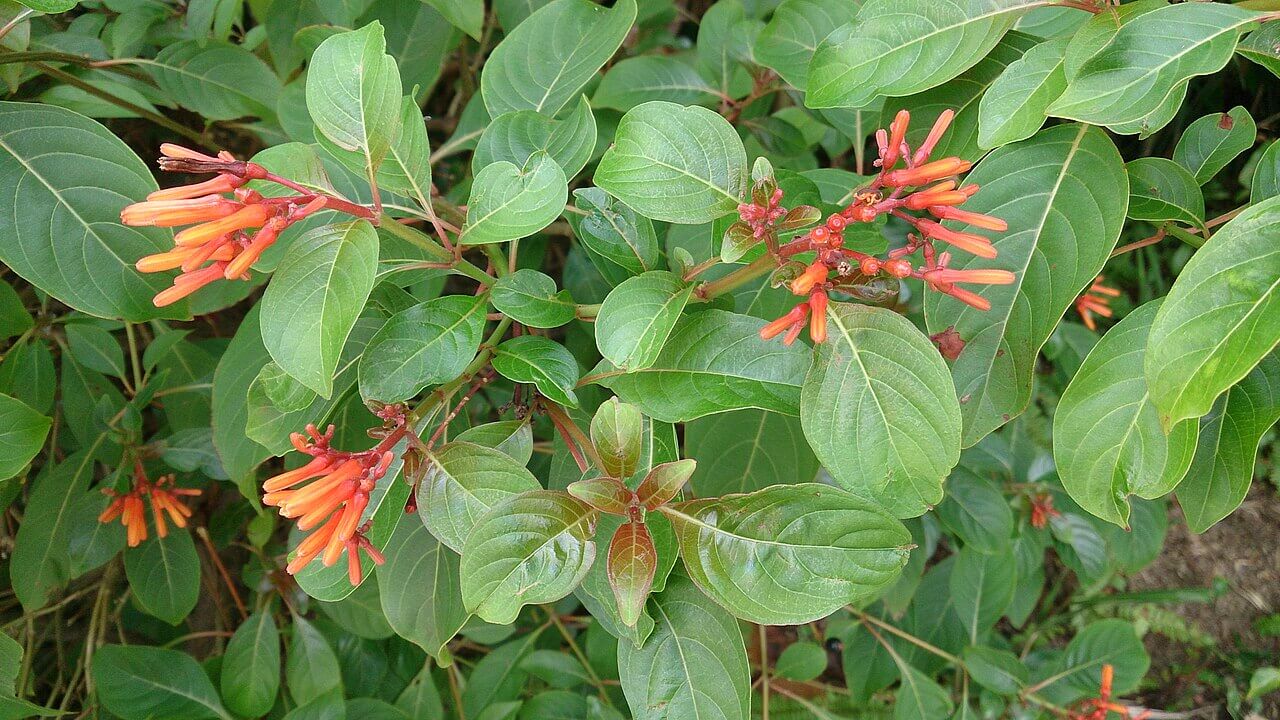 Firebush_(Hamelia_patens)