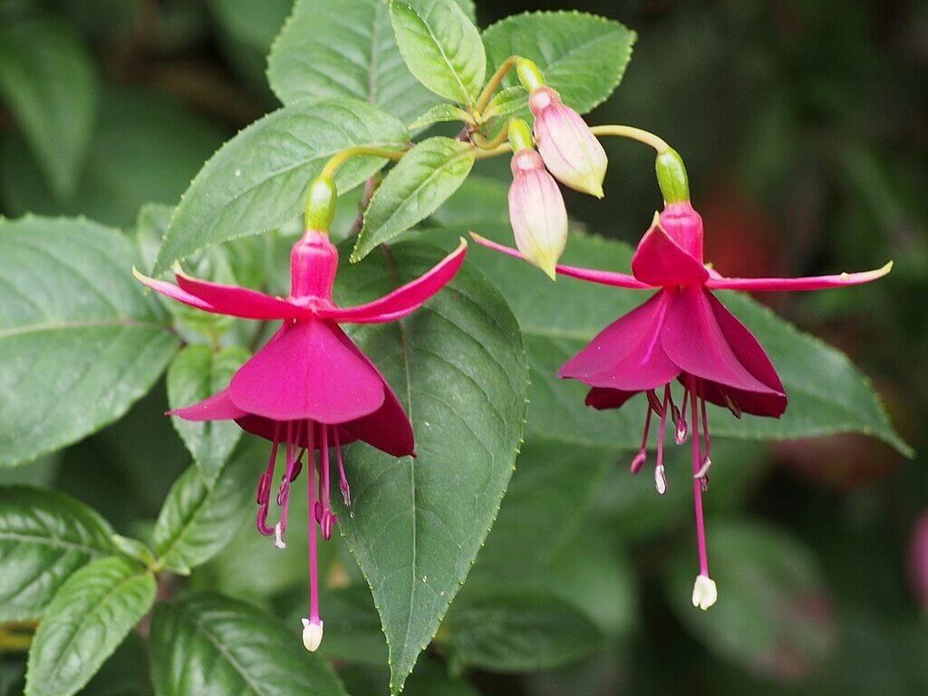 Fuchsia plant: Tropical plants full sun