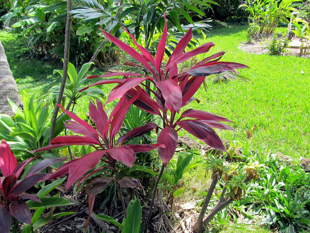 Hawaiian-Ti-Plants: tropical plants full sun