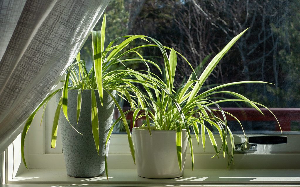 House-pants-from-seeds-Spider-Plant