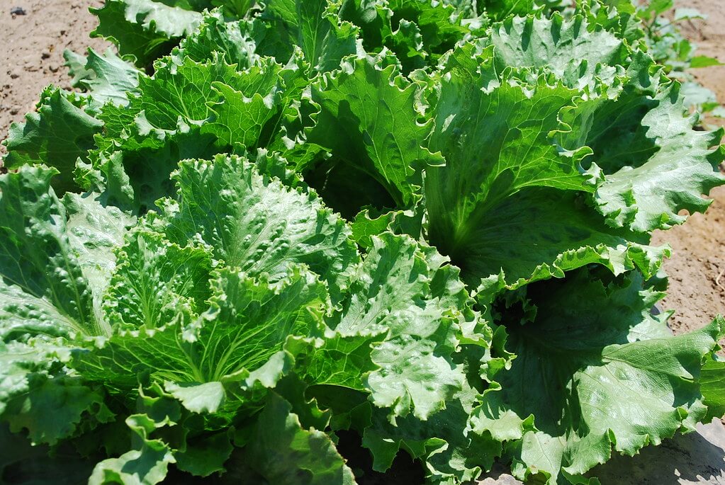 Iceberg lettuce plant grow iceberg lettuce indoor