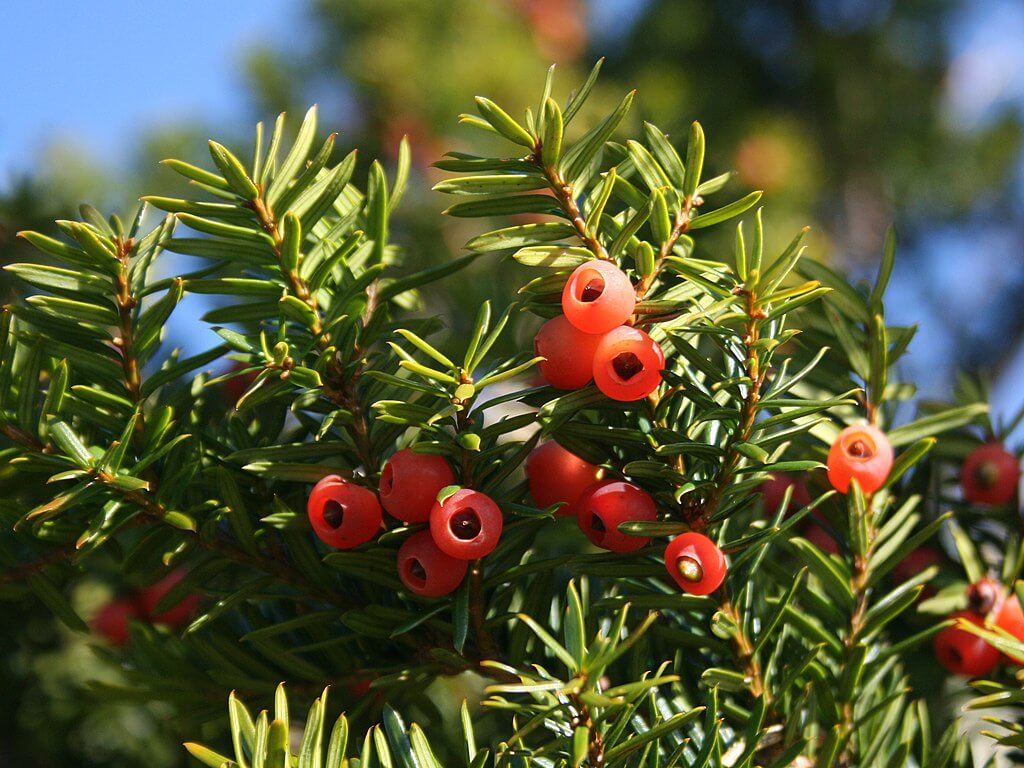 Low maintenance evergreen plants for pots