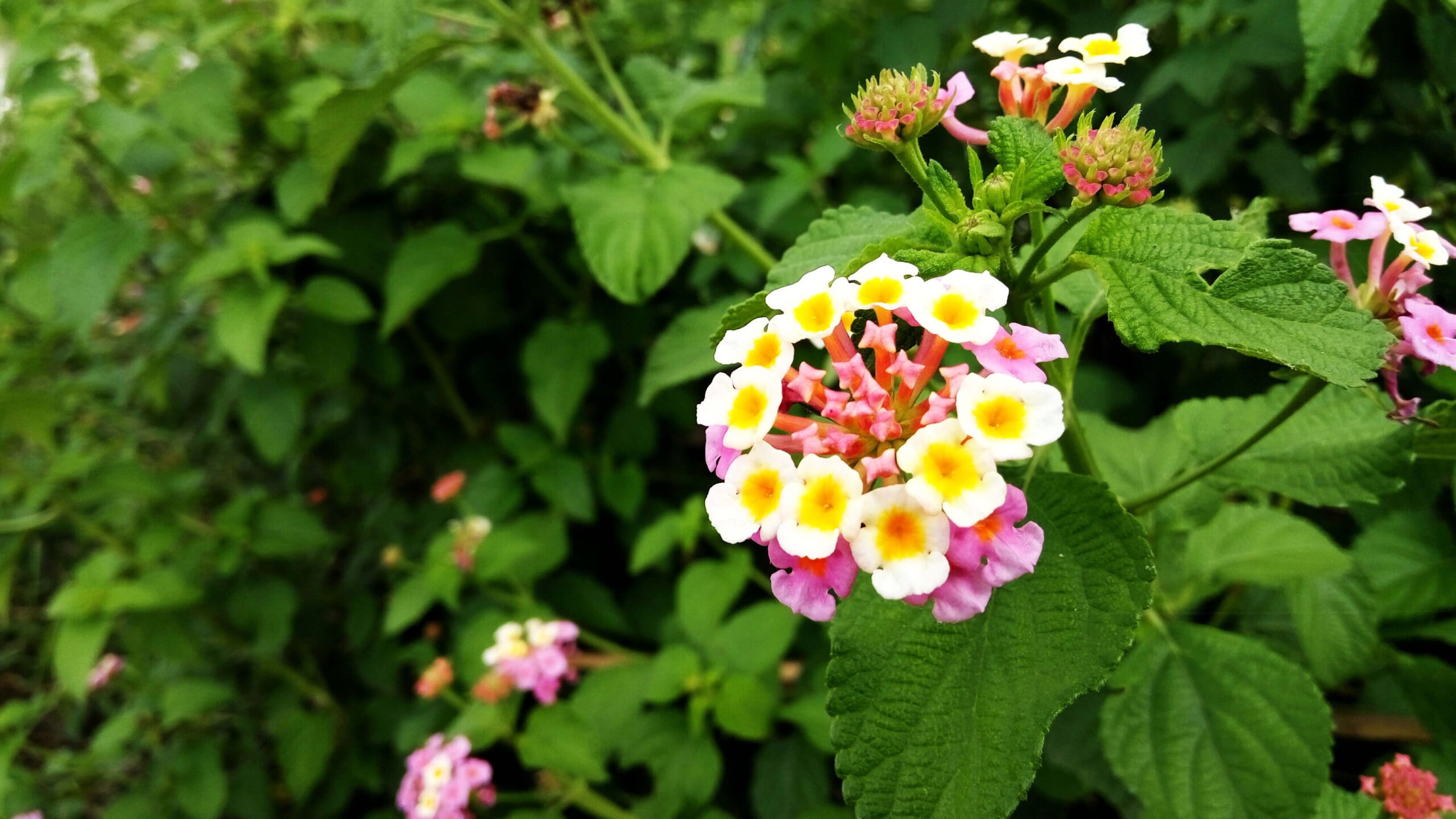 Lantana-plant Lantana-plant