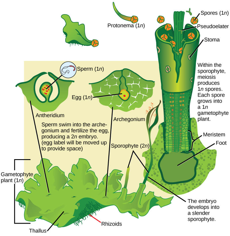 Close-up of liverwort reproductive organs, featuring antheridia and archegonia