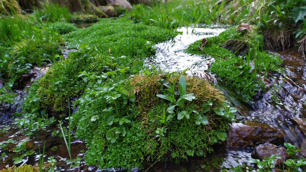 Floating liverwort plant on a pond, demonstrating aquatic adaptation