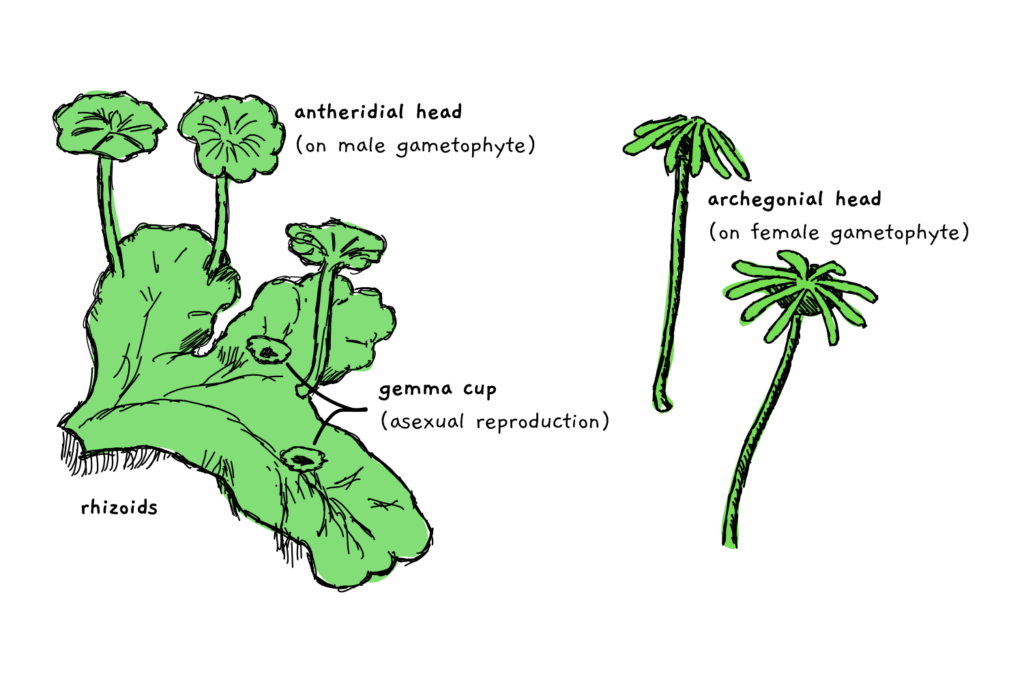 A diagram of the liverwort life cycle, from gametophyte to sporophyte, with clear labels