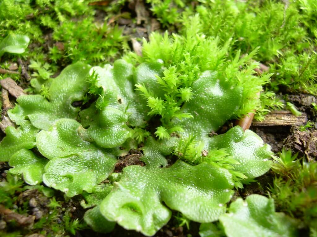 Liverwort plant