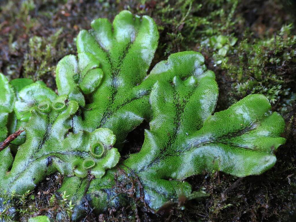 Liverworts in a damp, shaded garden
