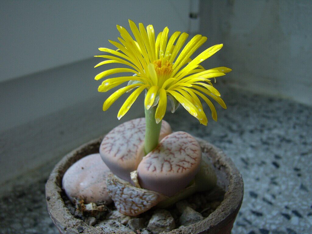 Living-Stones-Lithops-plant-in-a-pot