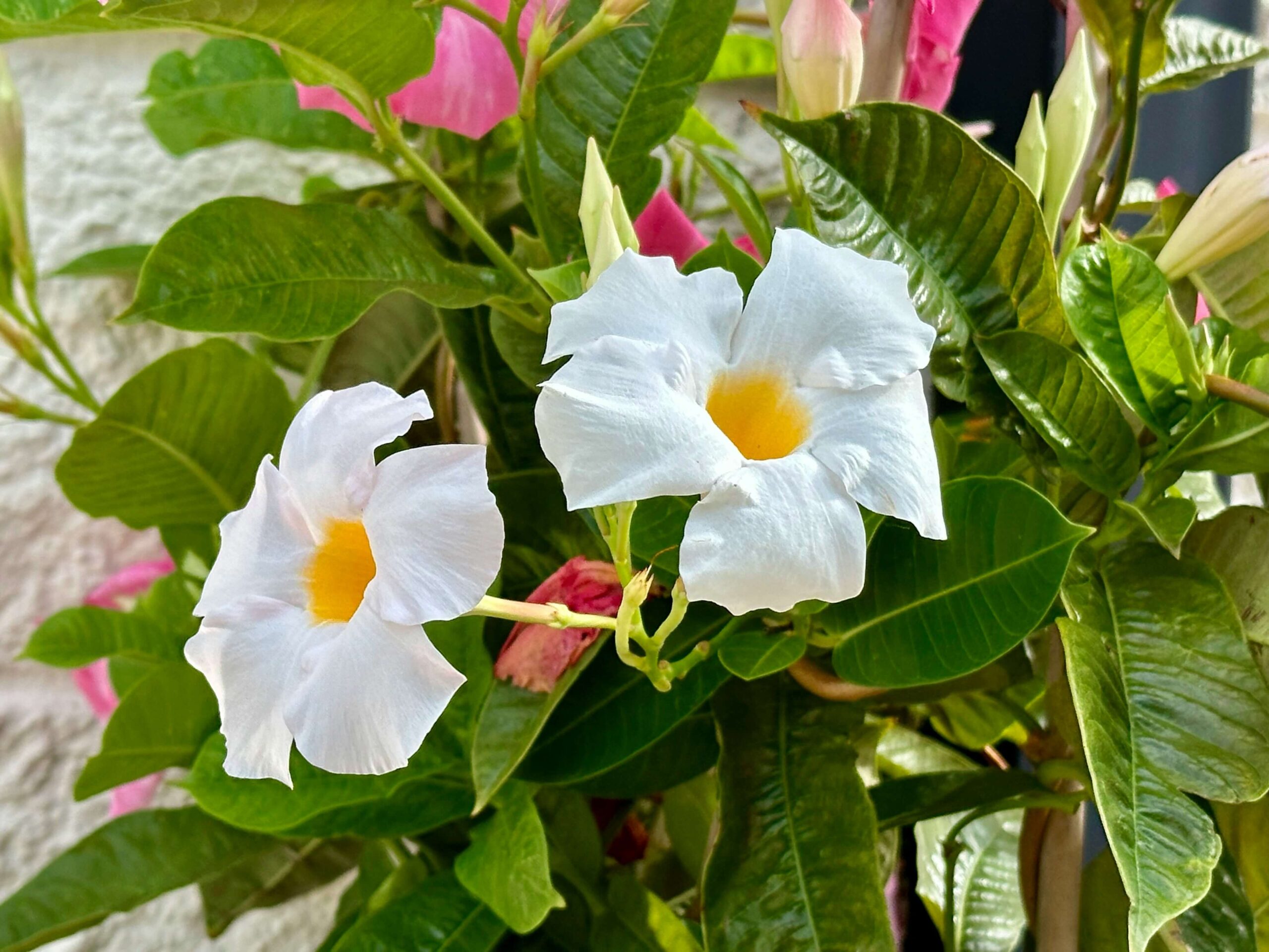 Mandevilla-plant Mandevilla-plant